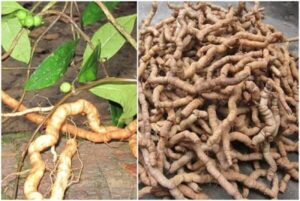 Chọn ba kích tươi, rửa sạch để ráo để ngâm rượu