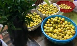 Chọn quả mơ xanh, to và tròn để làm rượu mơ