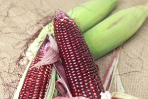 Rượu ngô nếp tím là đặc sản của Tây Bắc